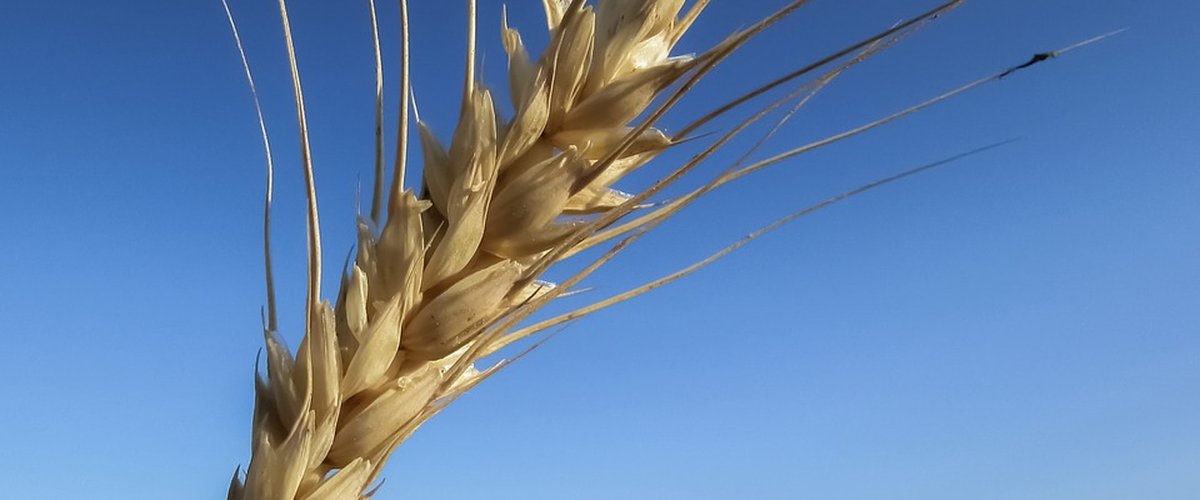 wheat-1327754_960_720.jpg